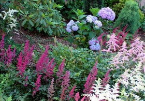 Astilbes and hydrangeas