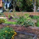 McGahey garden raised vegetable beds