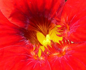 nasturtium