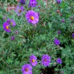 Symphyotrichum novae-angliae or simply Aster