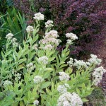 Sedum and Cotoneaster