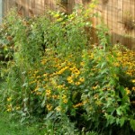Rudbeckia hirta