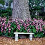 Hardy begonias around white oak tree