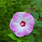 Mallow