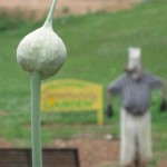falconhurst-garlic