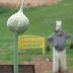 falconhurst-garlic