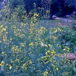 Collards in Bloom