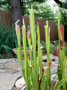 2012 pitcher plants